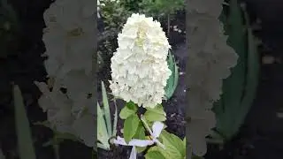 Кто же ты, красотка? Гортензия Колорфул Коктейль)))