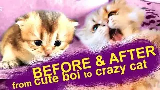 How a Kitten Grows in 6 Months - My Cat Transformation