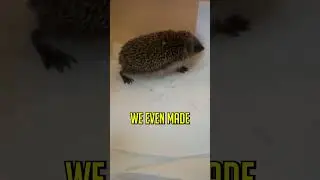 Hedgehog Asks Humans For Help #shorts