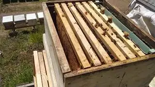 Uzağa Götürmeden Arı Bölme - 1