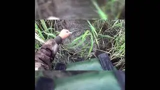 ЛОВЛЮ   К А Р П А #carpfishing