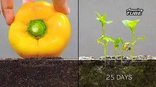 Growing Bell Pepper - Time lapse