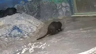 દુનિયા ના સૌથી મોટા ઉંદર 😱