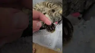 Нежные лапки  #японскийкот #котята #лапы #cat #шортс