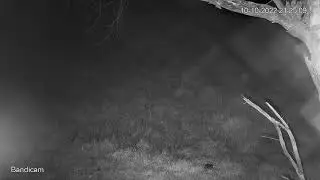 Bandicoot 10 10 22