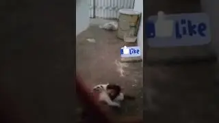 little beautiful kitten playing