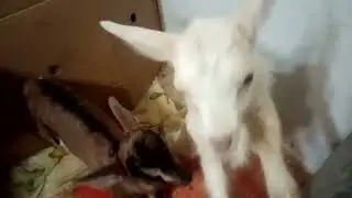 Окоты в полном разгаре.
