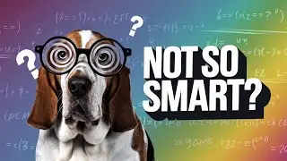 Top 10 DUMBEST Dog Breeds In The World!