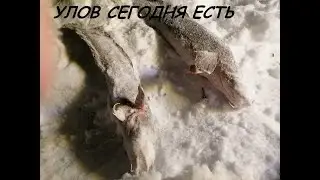 РЫБАЛКА!!! ПРОВЕРКА ТЫЧЕК И УСТАНОВКА НОВОГО ПЕРЕМЕТА НА РЕКЕ АЛДАН!!!