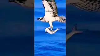 EAGLE FOCUS🔥| ft.EAGLE 