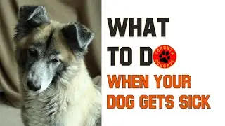 What to Do When Your Dog Gets Cancer & Dealing with Depression - Toronto Dogcast