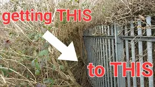 OVERGROWN school hedge brought back to shape