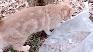 Ева кормит грудным молоком младших братьев и сестру.🐱🐅🐅🐅