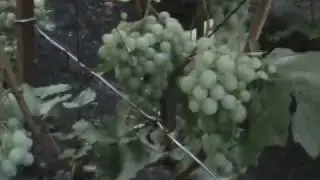 Виноград «Жемчуг Зала». Питомник Садоград