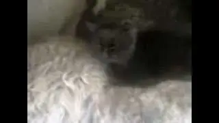КОТ НАЕЗДНИК .