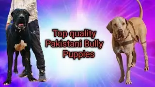 Pakistani Bully Puppies for Sale