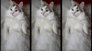 The sweetest cat in the world!