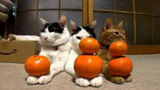 101108みかん5