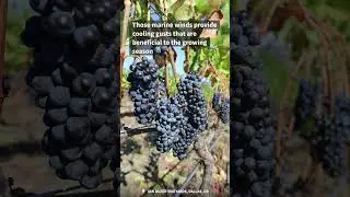 Van Duzer Vineyards