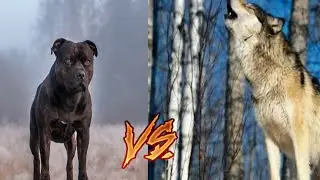 Стаффардширский терьер VS серого волка-КТО ПОБЕДИТ!!!//Батл животных//(ANIMALS BATTLE BIT)