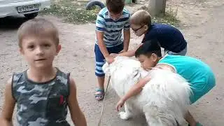 ДЕТИ И САМОЕД АЙША