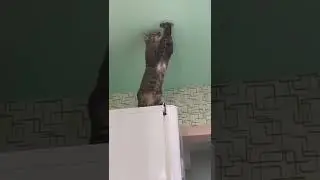 кот разозлился