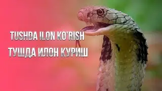 Tushda ilon ko'rish Тушда илон куриш