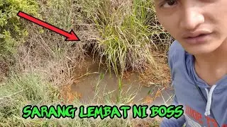 Sarang ikan Lembat /Lele hutan disini tempatnya