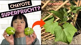 Chayote - eine Pflanze - über 200 Früchte? | mein Ökosystem