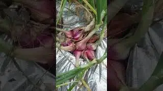 Bawang Merah