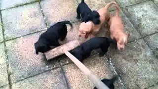 Trying to sweep the patio!!