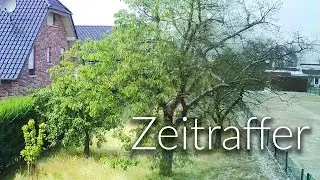 Zeitraffer - Baum über die Jahreszeiten
