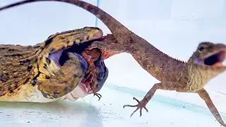 OMG! Asian Bullfrog Eats Giant Tree Lizard! Mr Frog Live Feeding