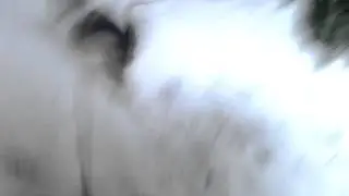 My dog loves snow