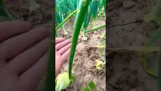 Наш лук