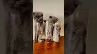 #котики