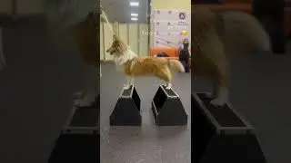 Лайк за Ежевичку❤️ #шелти #dog #выставкисобак #топ #рек