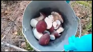 Курганские джунгли!  Что мы там нашли🫣 🫣🫣🫣