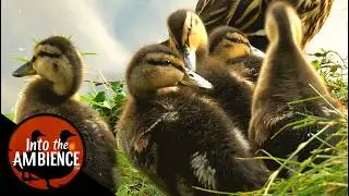 Chicks, Ducklings, Baby Birds, Baby Ducks - Nature Relaxation Video