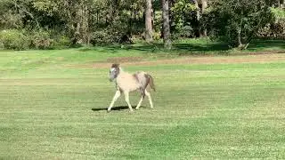 Bindi - phantom x majesty 2019 filly