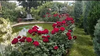 12.05.2024_Розы после возвратных морозов_1 часть.