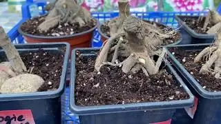 Георгины. Как посадить георгины в горшки и ящики. ЧАСТЬ 2.