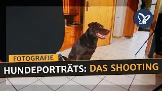 Hundeporträts im Studio-Tutorial: Das Shooting