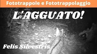 The ambush of the wild cat