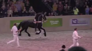 Kampioenschap jongere Hengsten