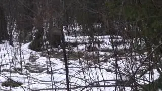 Гордон Дёмкин М. от Ларь Губанов С.В. и Шера Губанов С.В.