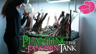 Fangorn Forest Aquascape Comes to Life! Unboxing PLANTS and Dry Starting