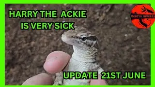 our monitor Lizard is very ill #monitorlizard