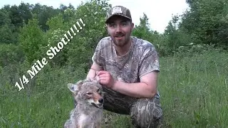 Insane 1/4 Mile shot on coyote with the Tikka 22-250 -  Longest shot I've ever made on video!!!!!!!