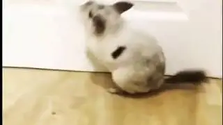 Как шиншилла прыгает